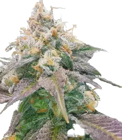 Dream Berry Cannabis Seeds