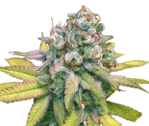 Dream Police Cannabis Seeds