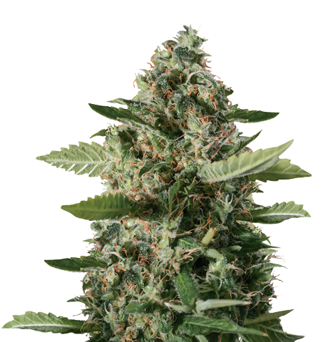 East Coast Sour Diesel Cannabis Seeds