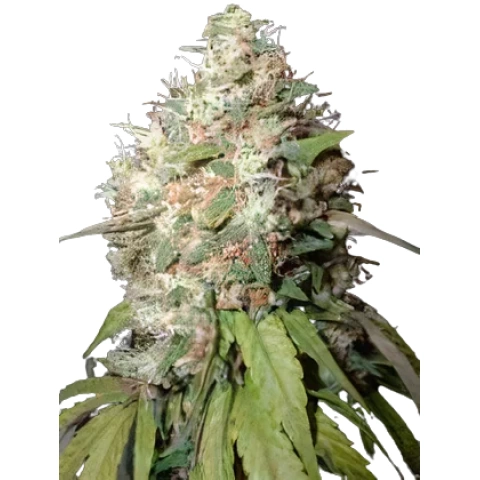Endless Sky Cannabis Seeds