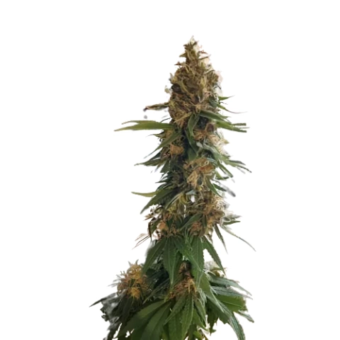 Fruity Widow Cannabis Seeds
