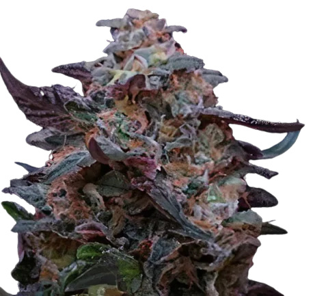 Funky Monkey Cannabis Seeds