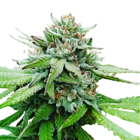 Gobbilygoo Cannabis Seeds