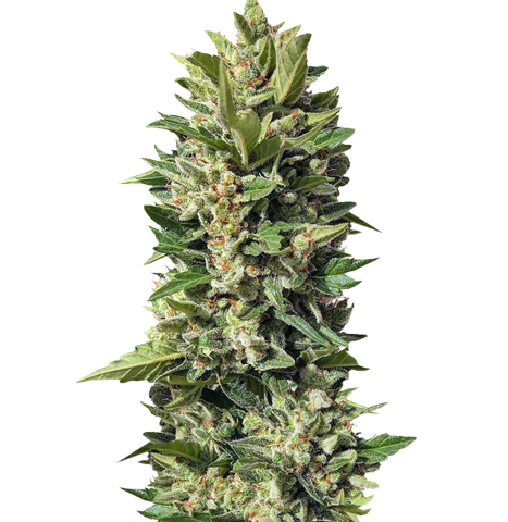 Golden Ticket Cannabis Seeds