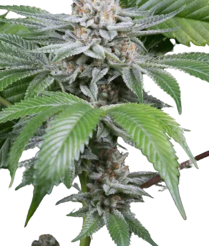 Gorilla Biscuit Cannabis Seeds