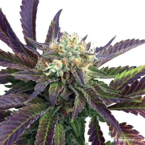 Grand Doggy Purps Cannabis Seeds