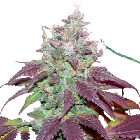 Grape Cookies Cannabis Seeds