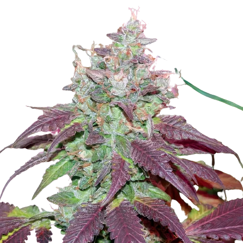 Grape Cookies Cannabis Seeds