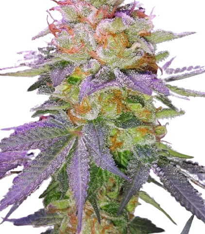 Grape Inferno Cannabis Seeds
