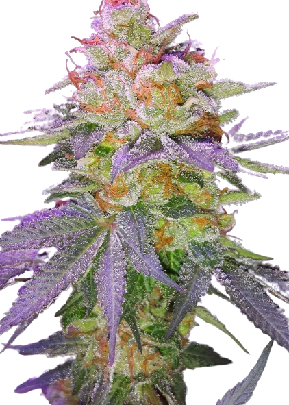 Grape Inferno Cannabis Seeds