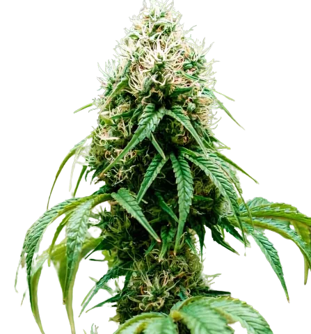 Head Cheese Cannabis Seeds