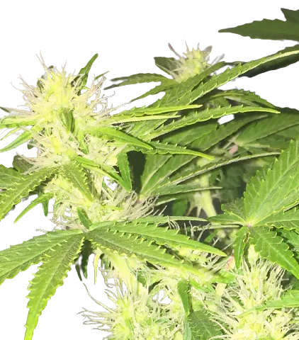 Hercules Cannabis Seeds