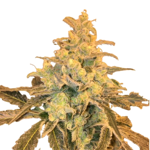 Honey Bananas Cannabis Seeds