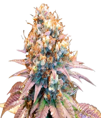 Jungle Juice Cannabis Seeds