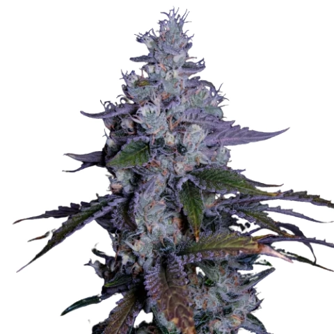 Katsu Kush Cannabis Seeds