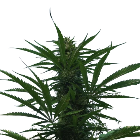 Kilimanjaro Cannabis Seeds