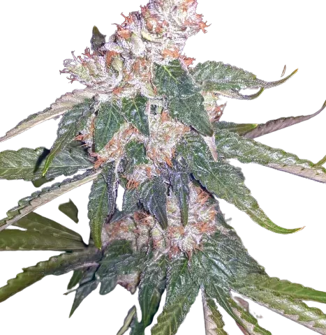 Killer Queen Cannabis Seeds