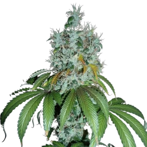 Kuchi Cannabis Seeds