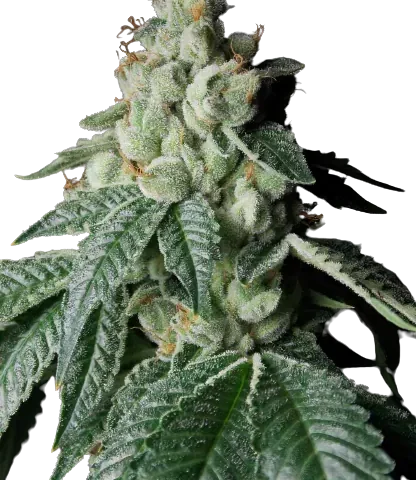 Lee Roy Cannabis Seeds