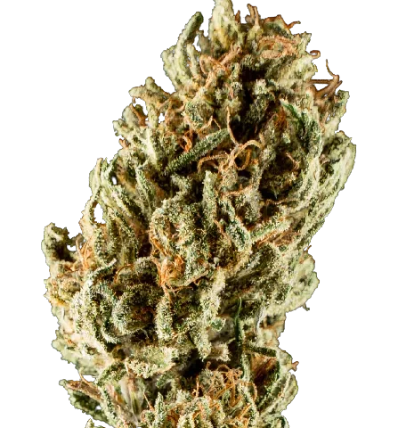 Lemon Crush Cannabis Seeds