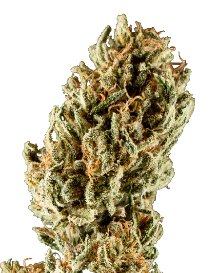 Lemon Crush Cannabis Seeds