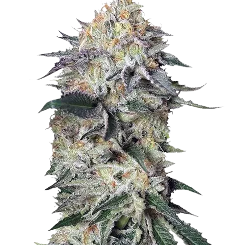 Lemon Garlic OG Cannabis Seeds
