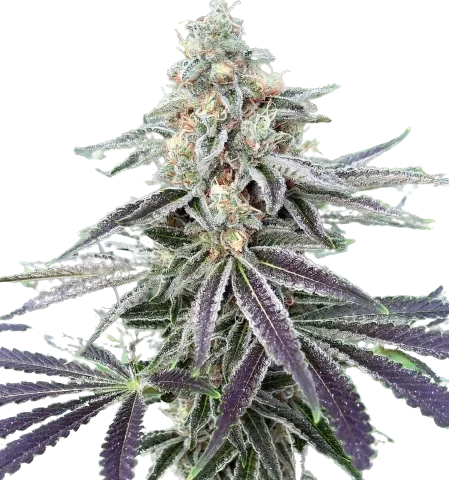 Lemon Tree Cannabis Seeds