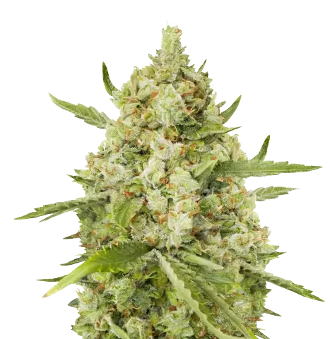 Lemon Drizzle Cannabis Seeds