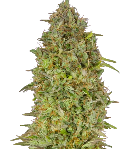 Lowryder Cannabis Seeds