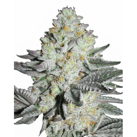 Mango Cannabis Seeds