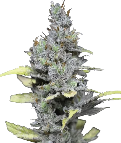 Mango Haze Cannabis Seeds