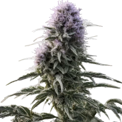 Matanuska Tundra Cannabis Seeds