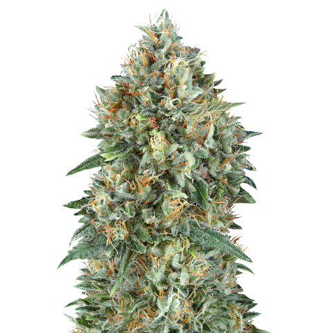 Mataro Blue CBD Cannabis Seeds