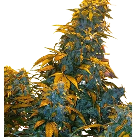 Maxi Gom Cannabis Seeds