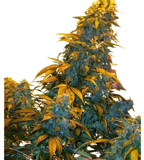 Maxi Gom Cannabis Seeds