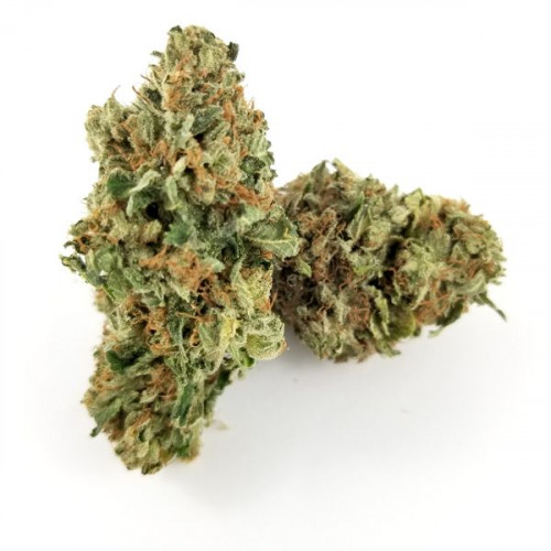 Maxi Gom Cannabis Seeds - Image 2