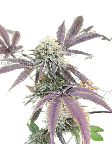 Mint Chocolate Chip Cannabis Seeds