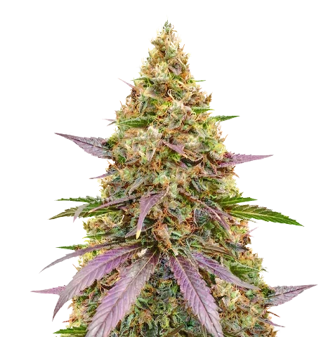 Money Maker Cannabis Seeds