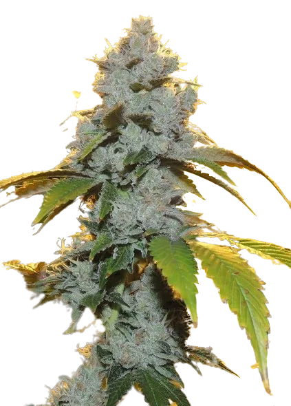 Motorbreath #15 Cannabis Seeds