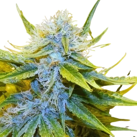 Mr. Nice Cannabis Seeds