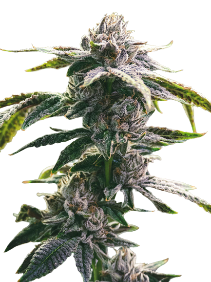 Ms. Universe Cannabis Seeds