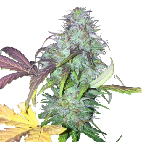 NY-47 Cannabis Seeds