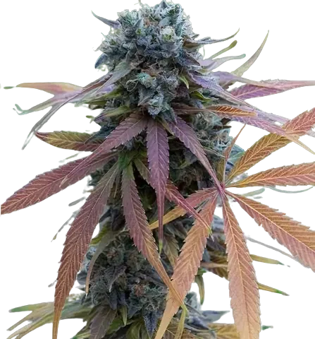 New Glue Cannabis Seeds