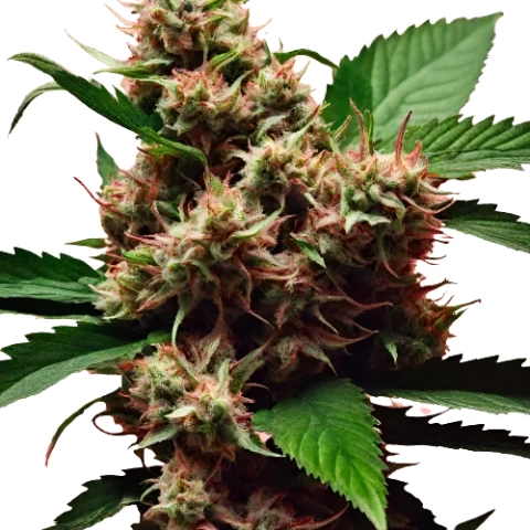 Nice Cherry Cannabis Seeds