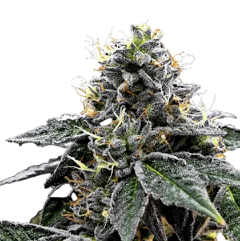 Night Train Cannabis Seeds