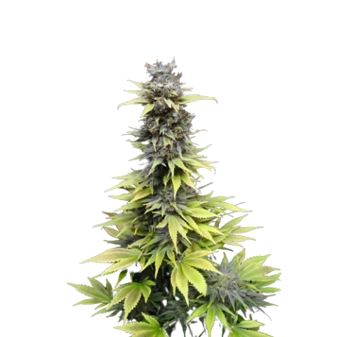 Nordle CBD Cannabis Seeds
