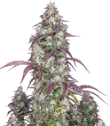 Original Lemon Pie Cannabis Seeds
