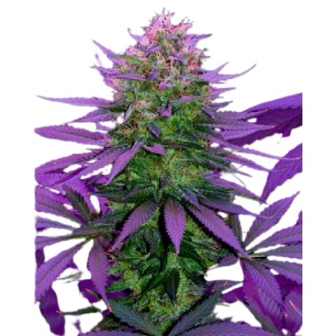 Overlord OG Cannabis Seeds