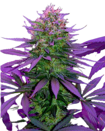 Overlord OG Cannabis Seeds