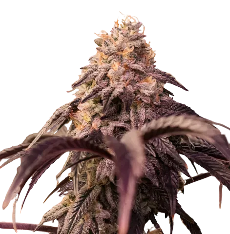 Pamelina Cannabis Seeds